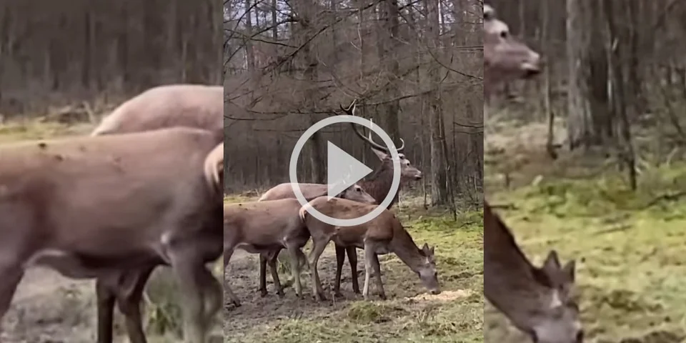 [Vidéo] Un cerf perd ses bois en chahutant avec le reste de la harde