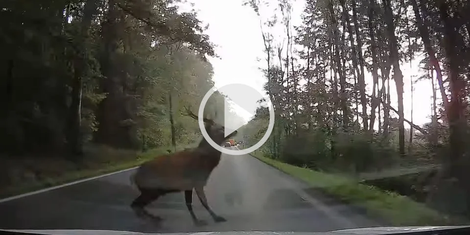 [Vidéo] Un cerf saute par dessus une voiture et surprend un second conducteur