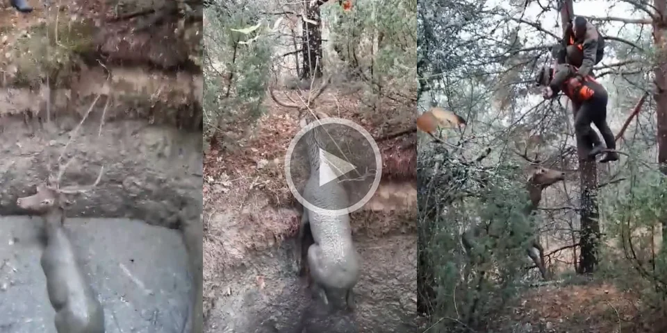 [Vidéo] Des chasseurs sauvent la vie d’un cerf coincé dans un trou d’eau