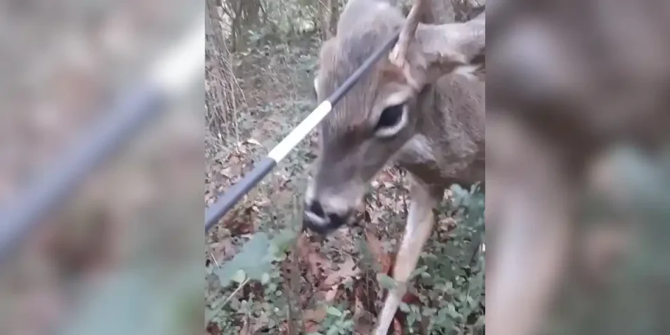 cerf se gratte sur une fleche