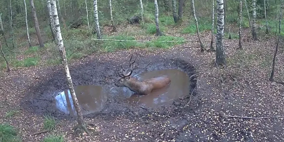 [Vidéo] Un superbe cerf profite d’une pause fraîcheur