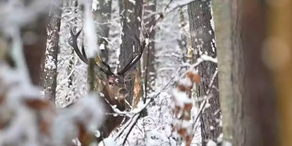 cerf-sous-la-neige