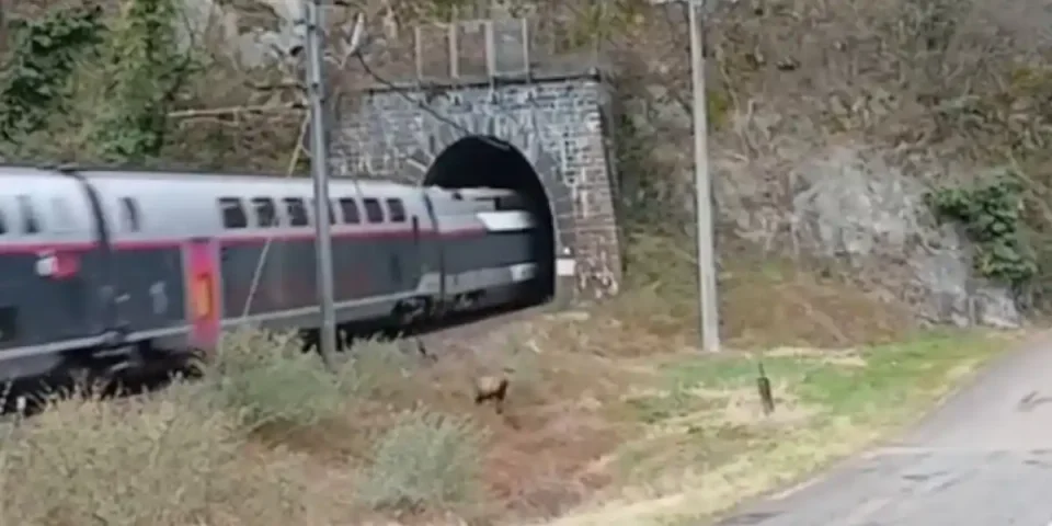 cerf-vs-train