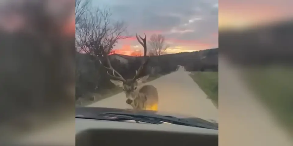 cerf vs voiture