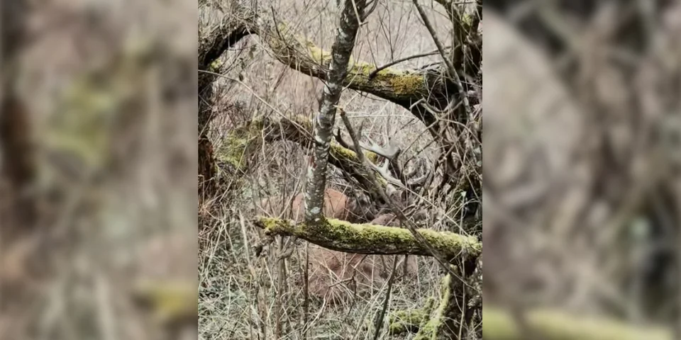 cerfs dans la traque
