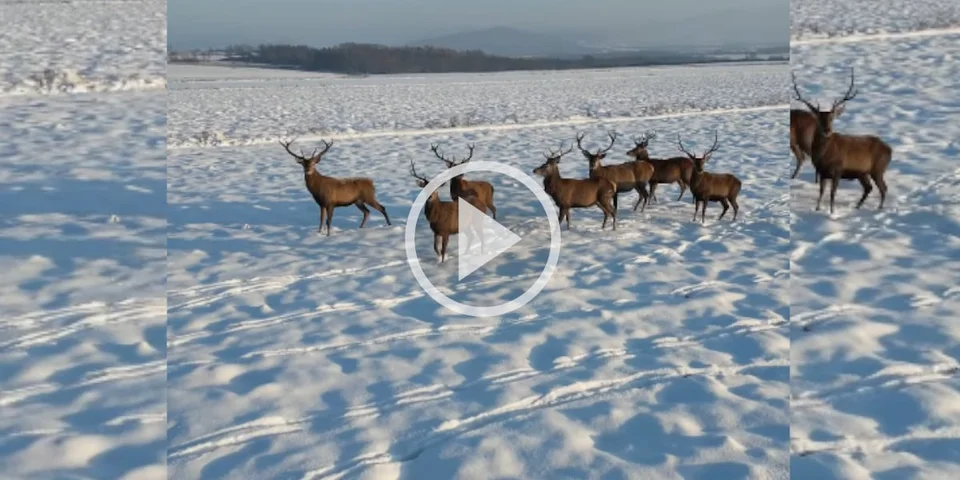 [Vidéo] Un groupe de cerfs filmés dans la neige à l’aide d’un drone