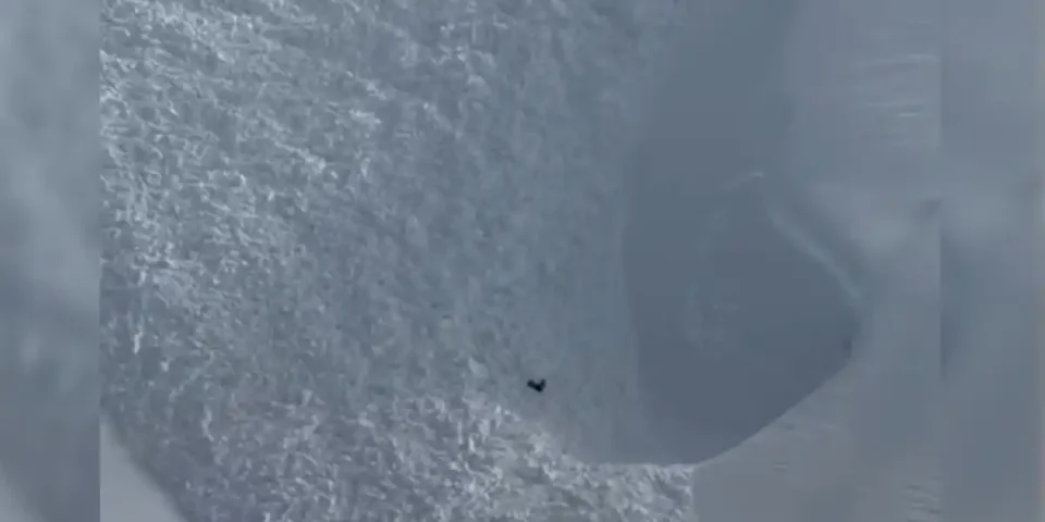 chamois-avalanche