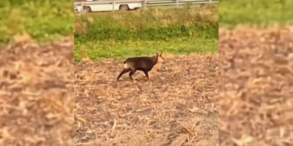 chamois Clermont-Ferrand
