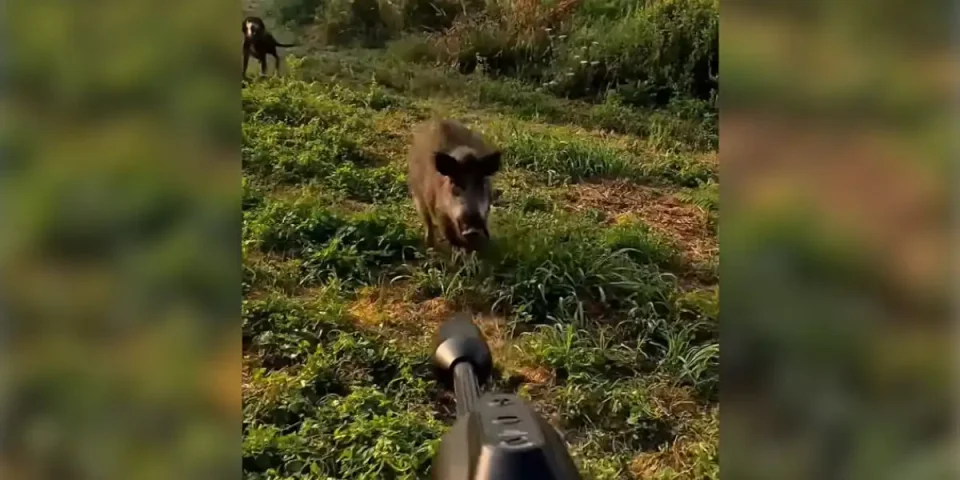 charge-de-sanglier-en-corse