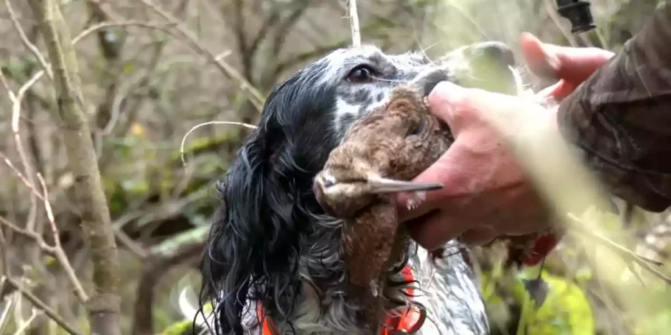 chasse à la bécasse entre père et fille