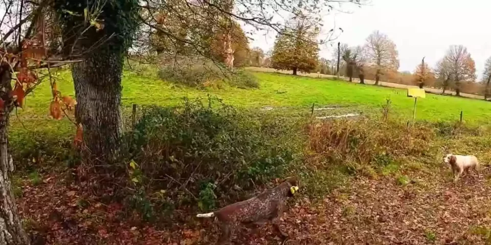 chasse au petit gibier dans les côtes d'Armor