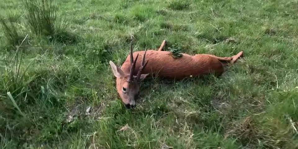 chasse au renard et au brocard
