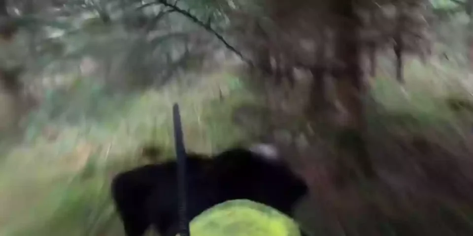 chasse au sanglier point de vue du chien