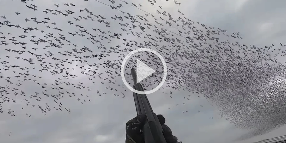 [Vidéo] Un chasseur filme un ciel littéralement plein d’oies