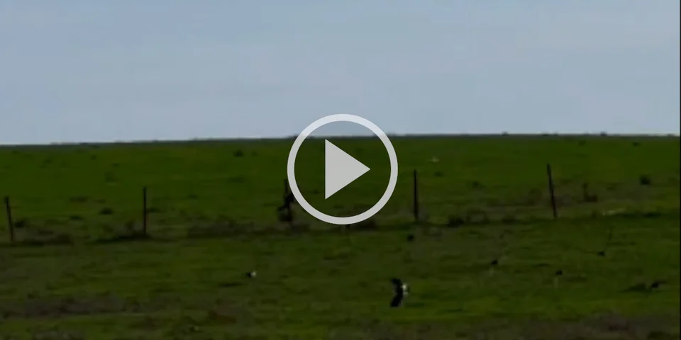 [Vidéo] A la chasse au canard avec un faucon qui fait un plongeon vertigineux!