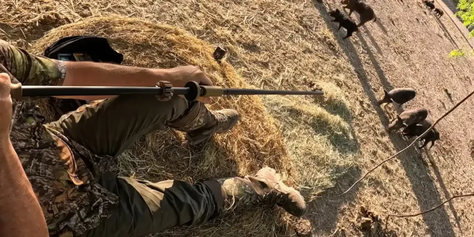 chasser le sanglier à la sarbacane