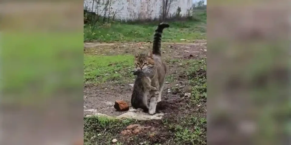 chat attrape un lapin