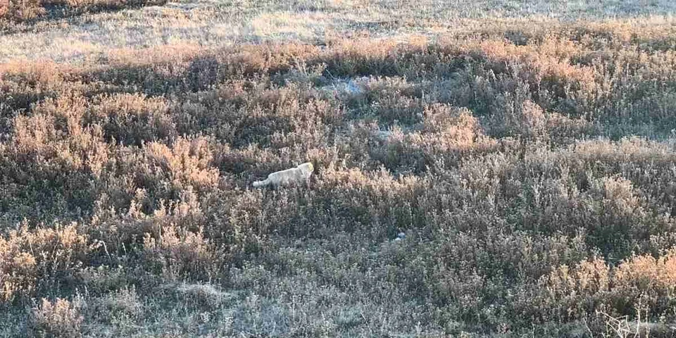 Chat chasse le faisan