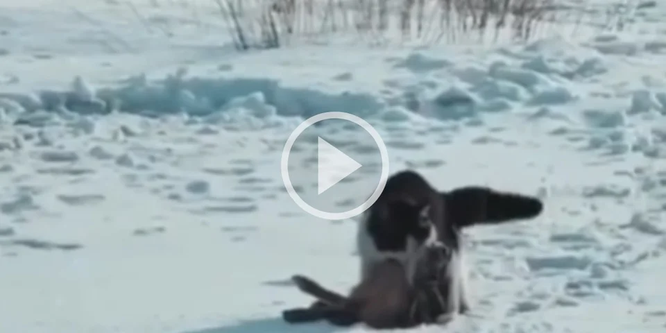 [Vidéo] Un chat traine au sol un lièvre qu’il vient d’attraper dans la neige