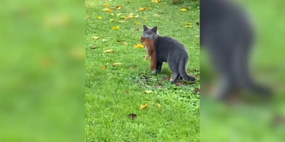 chat vs écureuil