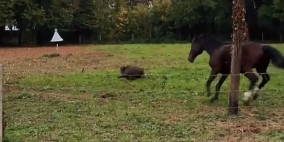 cheval vs sanglier