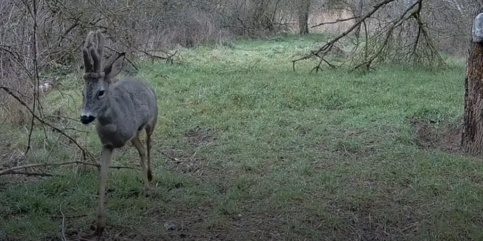 chevreuil à trois pattes