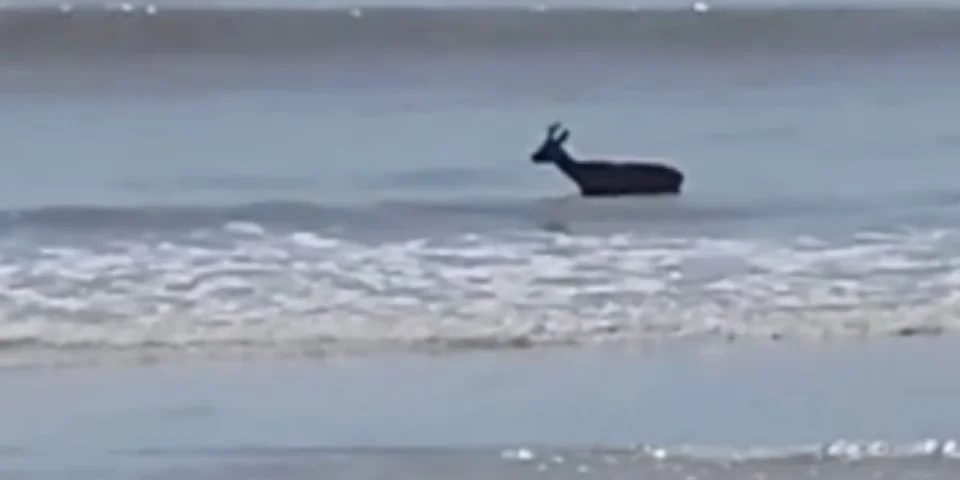 chevreuil dans la mer mont saint michel