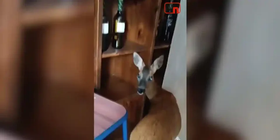 chevreuil dans un bar