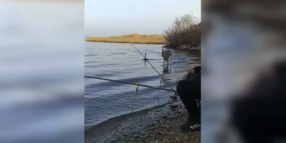 chevreuil fonce sur des pêcheurs