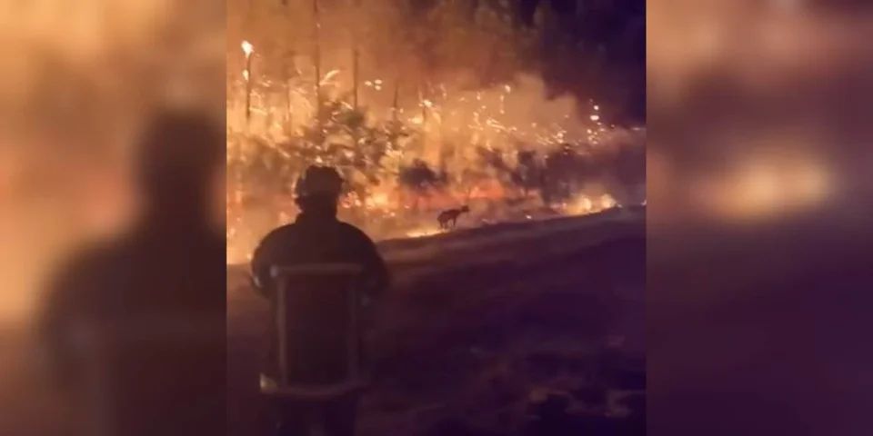 chevreuil incendie