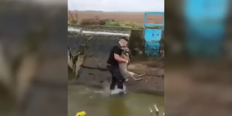 chevreuil sauvé par un chasseur