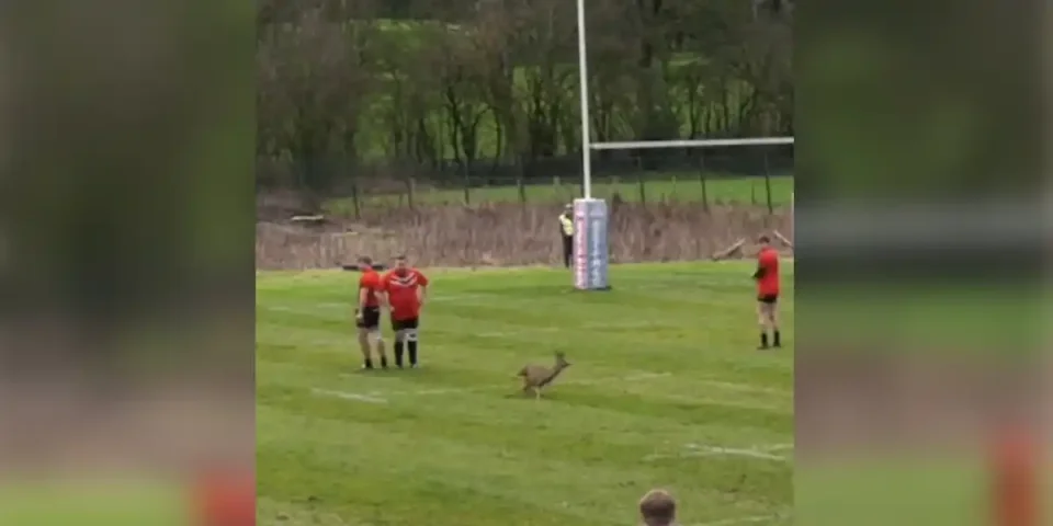 chevreuil terrain de rugby