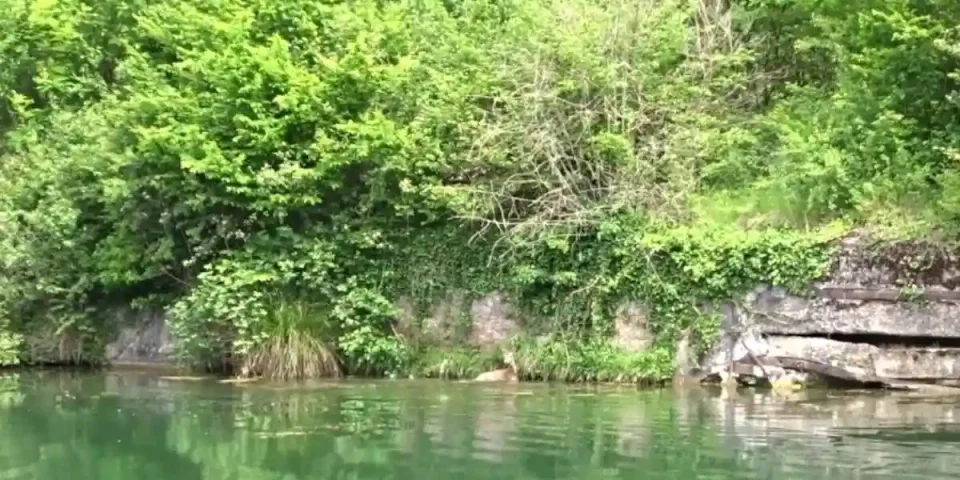 chevreuil tombé au canal