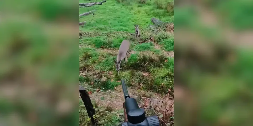 chevreuils maladroits
