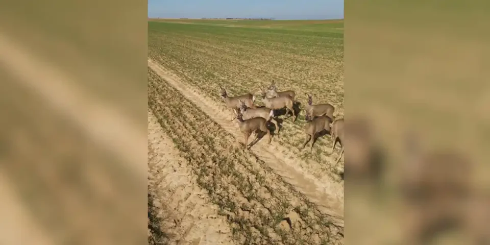 chevreuils vus de drone