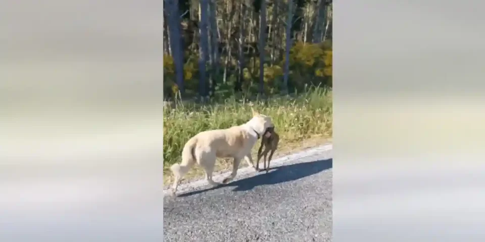 chien attrape un faon