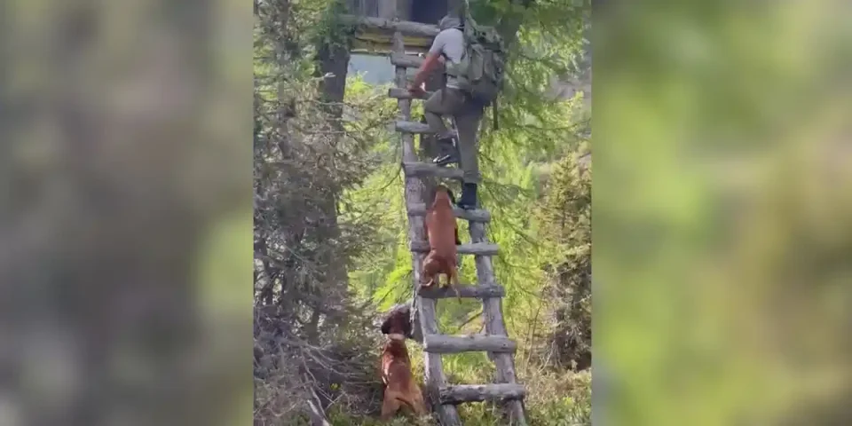 chien au mirador