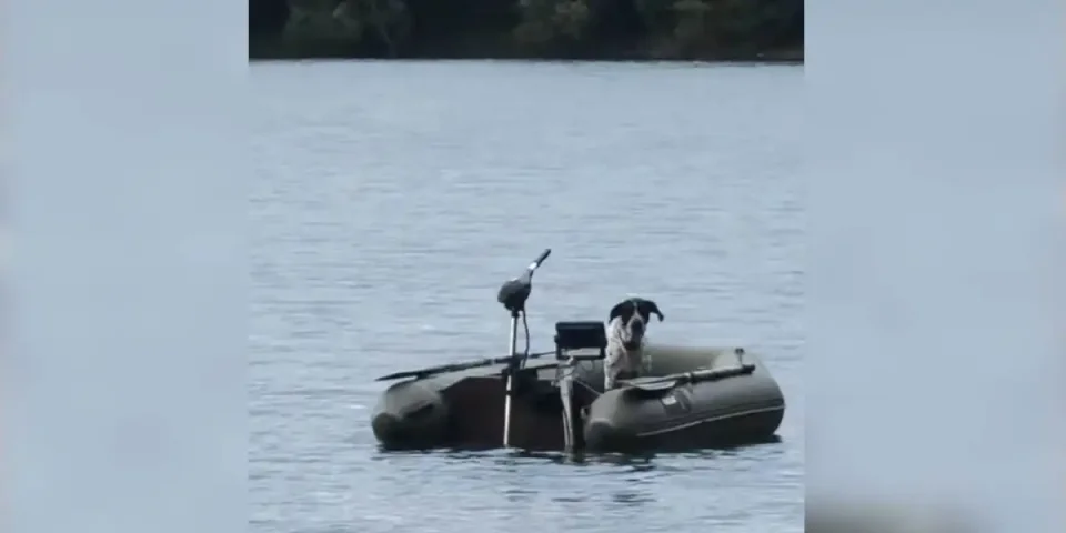 chien-bateau-peche