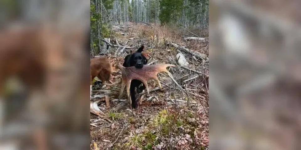 chien bois orignal