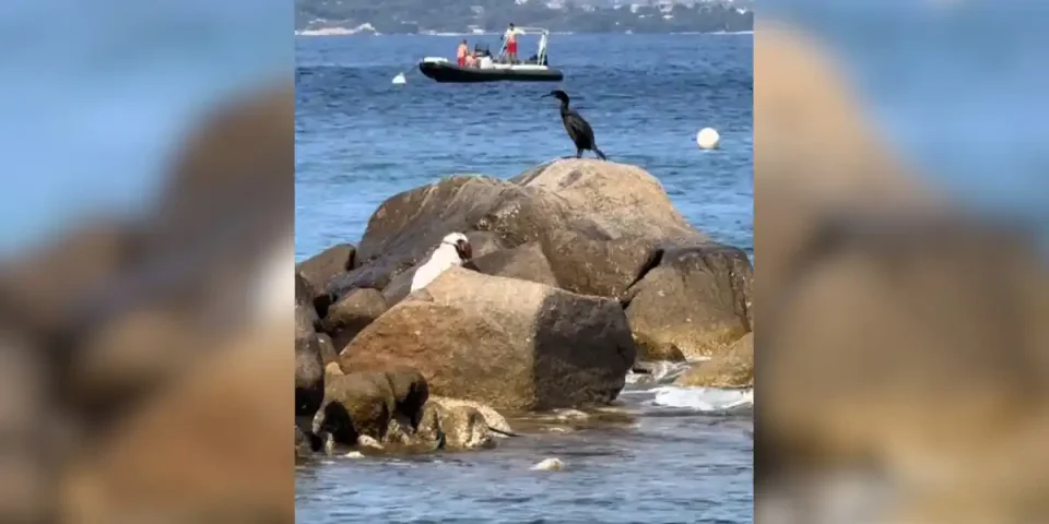 chien chasse sur la plage