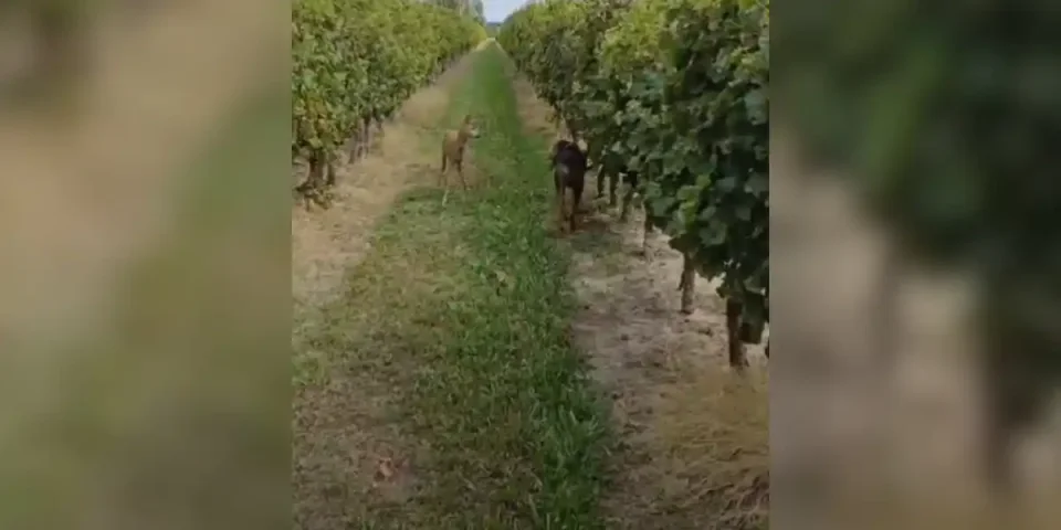 chien créancé vs chevreuil