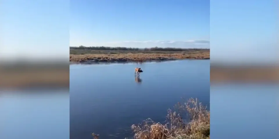 chien de chasse sur la glace