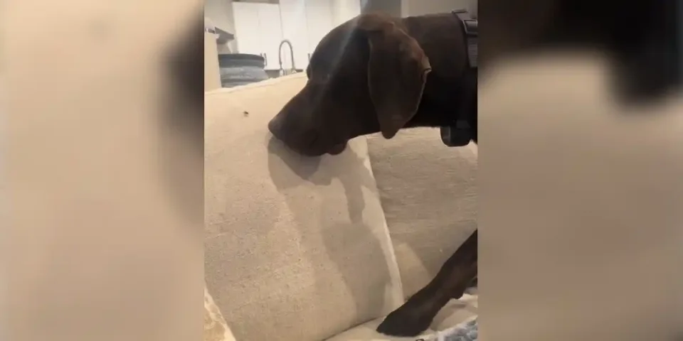 chien de chasse vs mouche