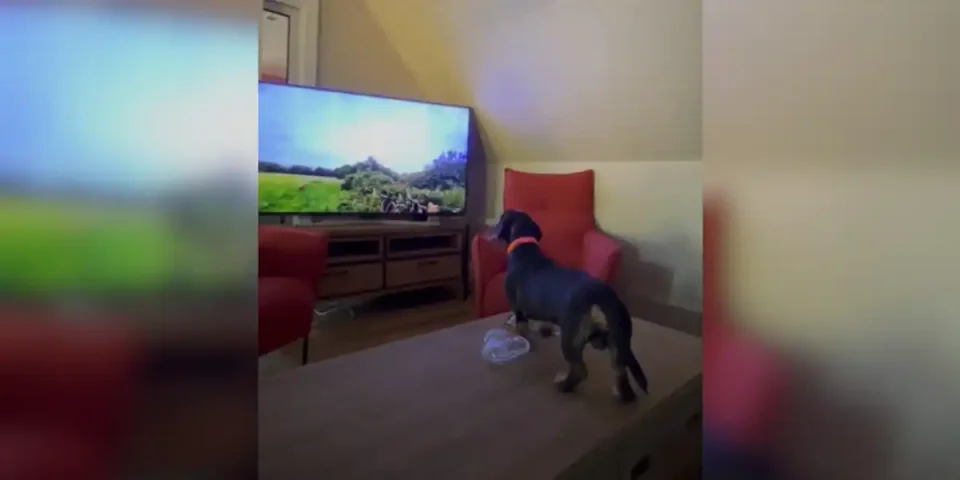 chien devant la tv