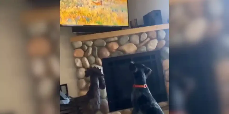Chien en manque de chasse