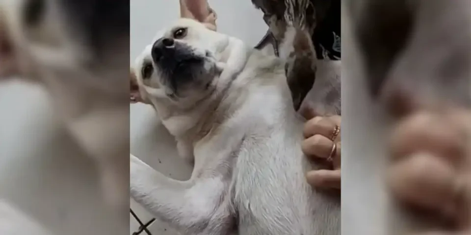 chien et faisan