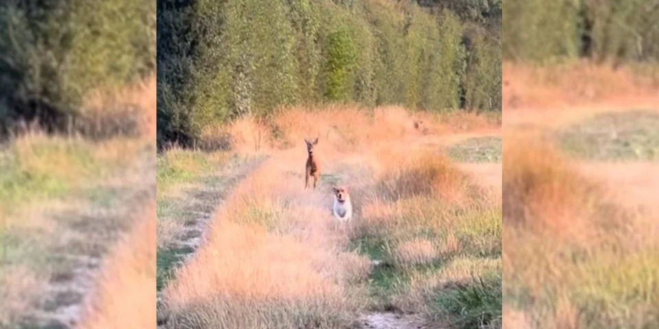 chien se fait chasser
