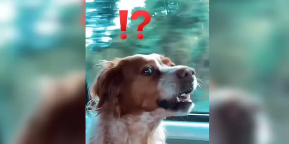 chien-veterinaire