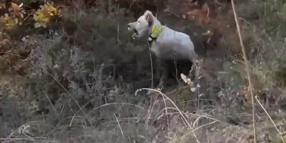 chien vs bécasse