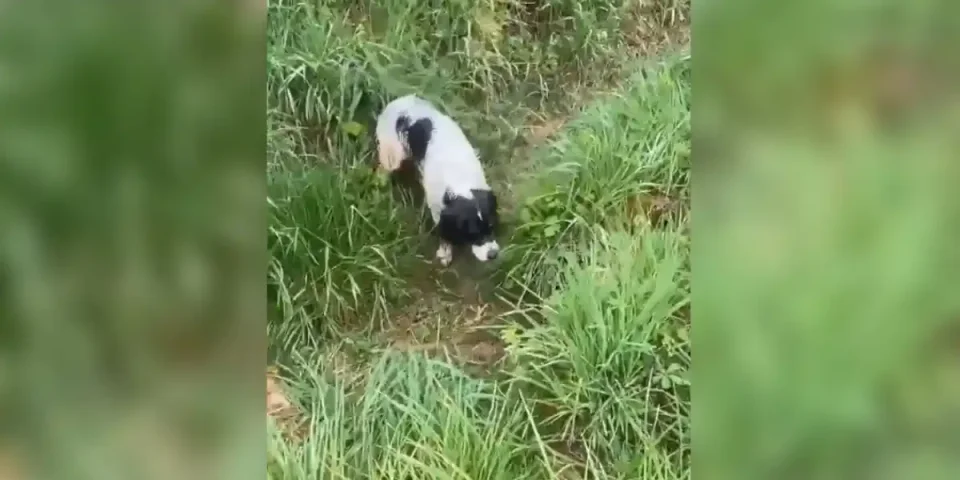 chien vs blaireau